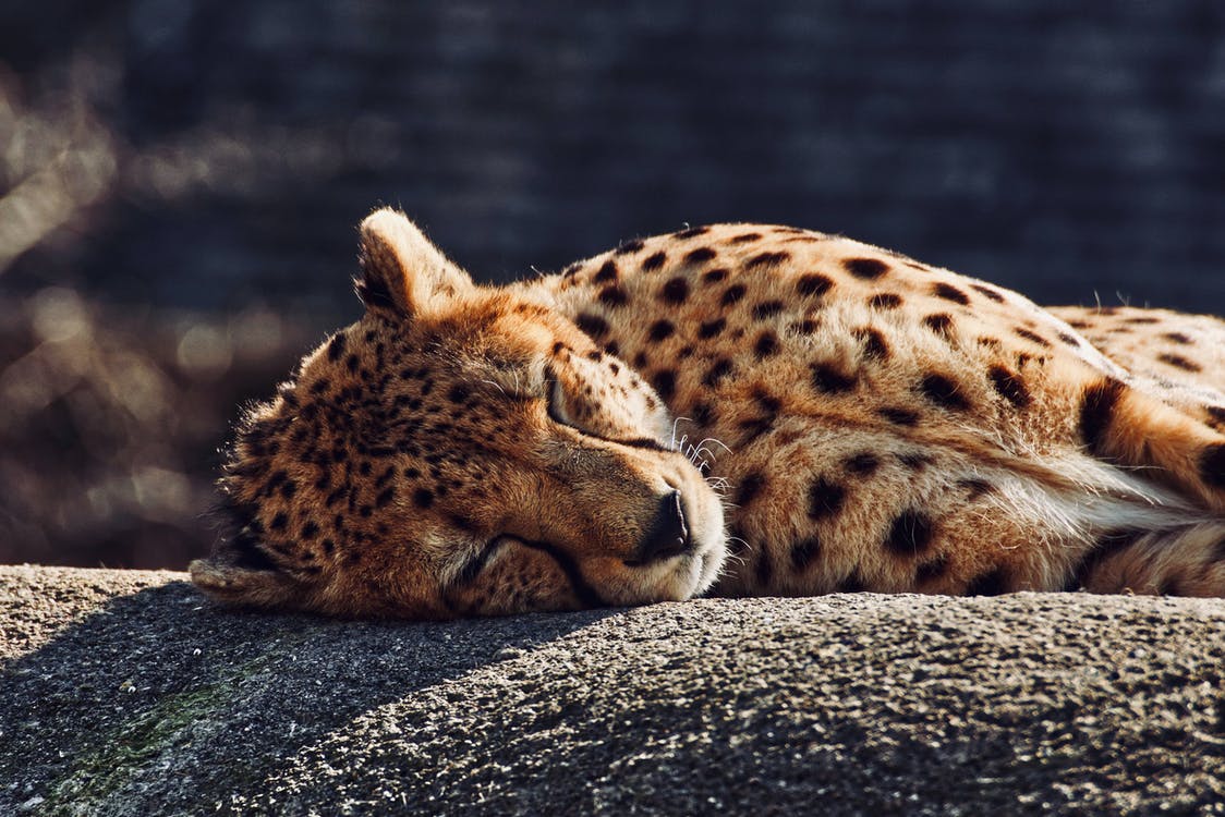 leopard